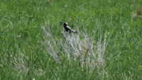A Conservação Cataraqui visa restaurar o habitat do bobolink em Lemoine Point – Kingston