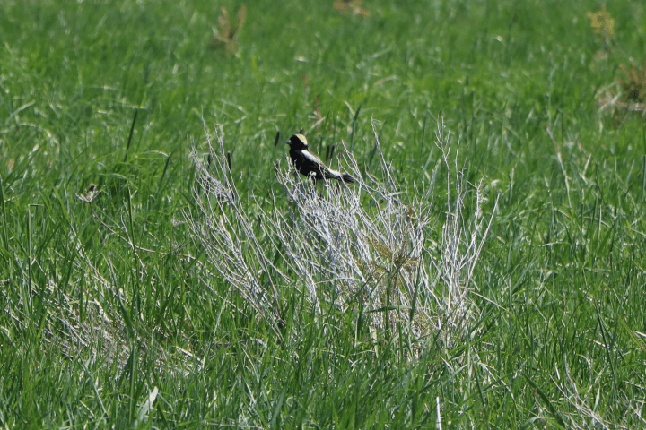 A Conservação Cataraqui visa restaurar o habitat do bobolink em Lemoine Point – Kingston