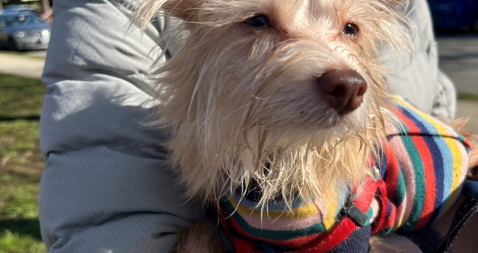 ‘Eles fizeram isso de uma forma muito sorrateira’: passageiro do Uber exclui aplicativo após disputa de taxa de limpeza por animal de estimação