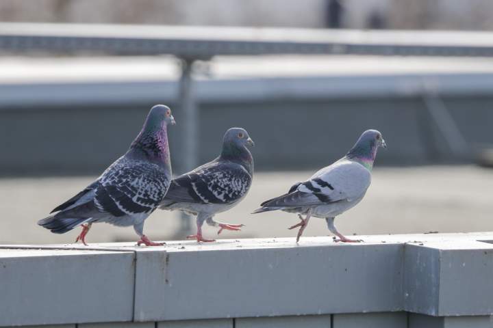Pombos provavelmente não são a fonte de defecação em quintais na cidade de Ontário, disse o conselho