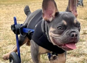 Conheça os cães deficientes que prosperam graças a uma pista de corrida em Lincolnshire