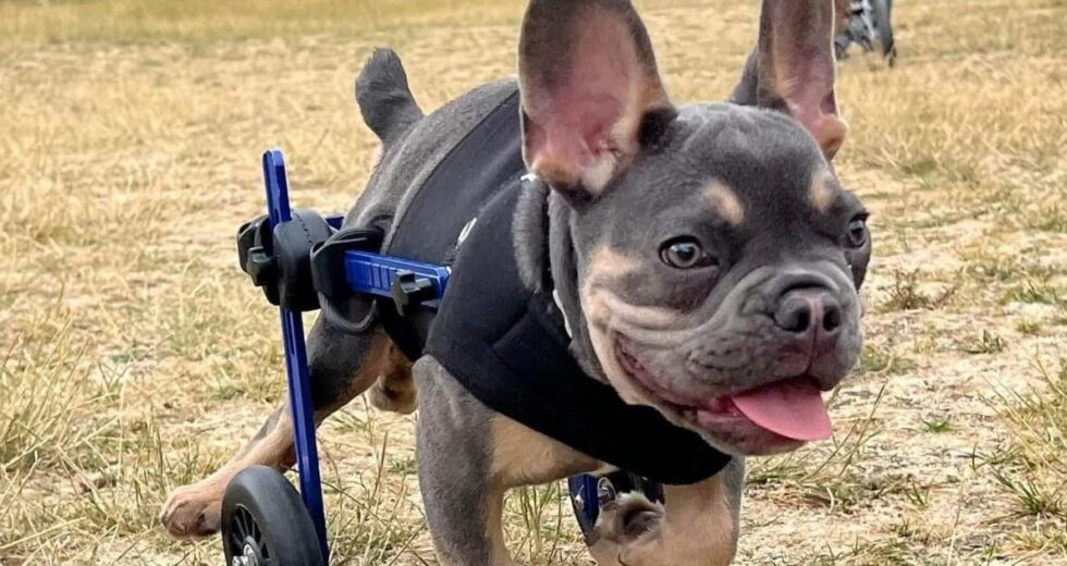 Conheça os cães deficientes que prosperam graças a uma pista de corrida em Lincolnshire