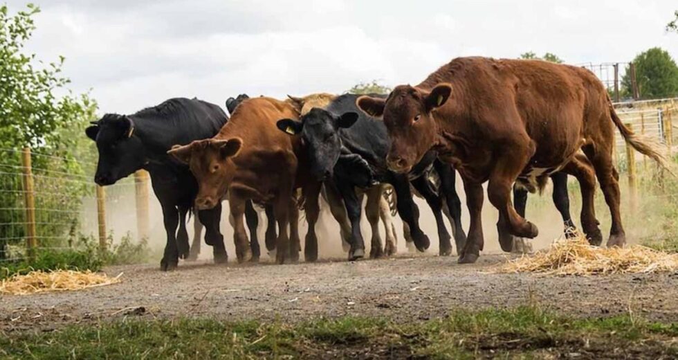 Culpado surpresa confirmado em Emmerdale quando um rebanho de vacas é sequestrado | Sabonetes