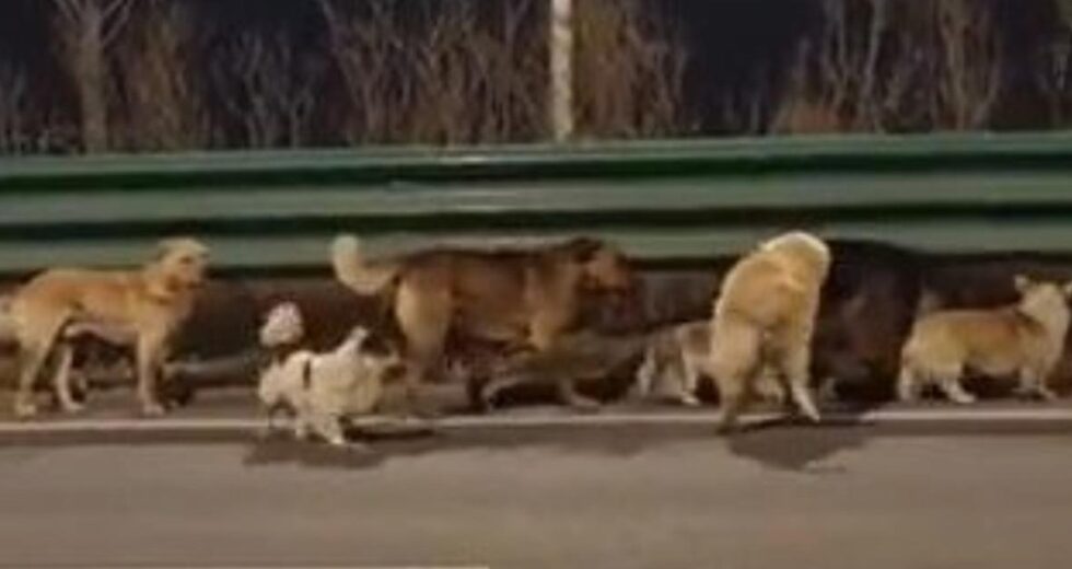 Sete cães escapam do mercado de carne e acompanham uns aos outros em uma jornada gigantesca para casa | Notícias do mundo