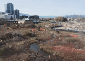 ‘É simplesmente triste:’ Moradores de Kelowna decepcionados depois que a cidade remove uma área de árvores