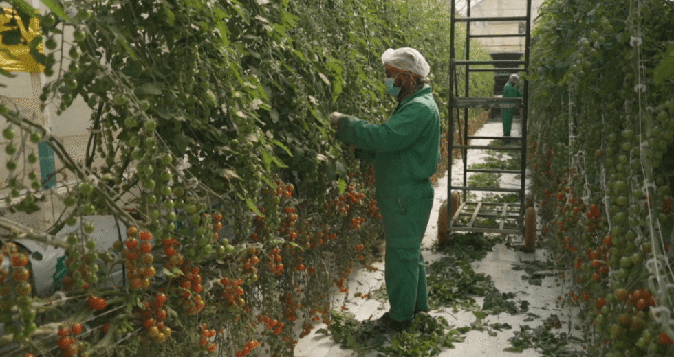 Catar recorre à agricultura no deserto para aumentar a segurança alimentar – Focus