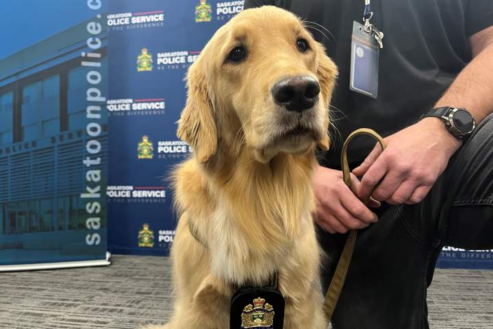 Serviço de Polícia de Saskatoon dá as boas-vindas a novo cão de detecção de armazenamento eletrônico – Saskatoon