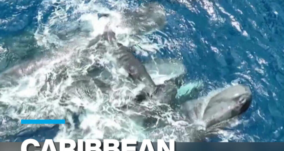 Caribe: cientistas divulgam imagens raras do nascimento de cachalotes