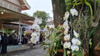 Em vez de arranjos de flores, as orquídeas são uma saudação de aniversário DIY