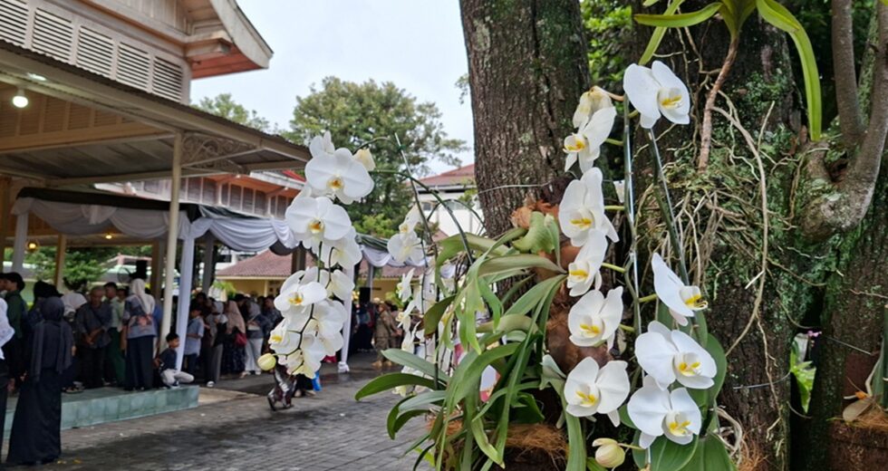 Em vez de arranjos de flores, as orquídeas são uma saudação de aniversário DIY
