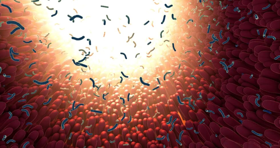 Cientistas do MIT descobrem proteína intestinal que retém e mata bactérias perigosas