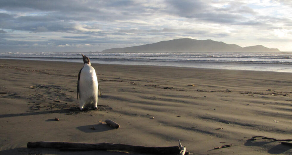 O calor da Terra atinge recorde em 2025, enquanto a ONU alerta que o aquecimento durará milhares de anos