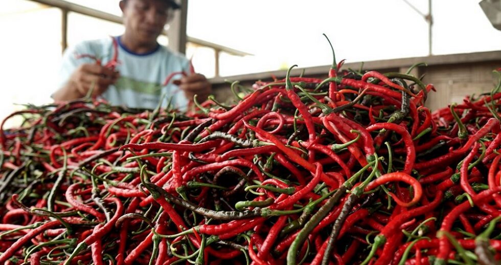 Os preços do pimentão Gunungkidul caem durante o jejum, frango ainda IDR 40.000 por kg