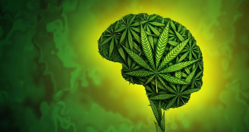 Enorme estudo não encontra evidências de que a cannabis ajude a ansiedade, depressão ou TEPT