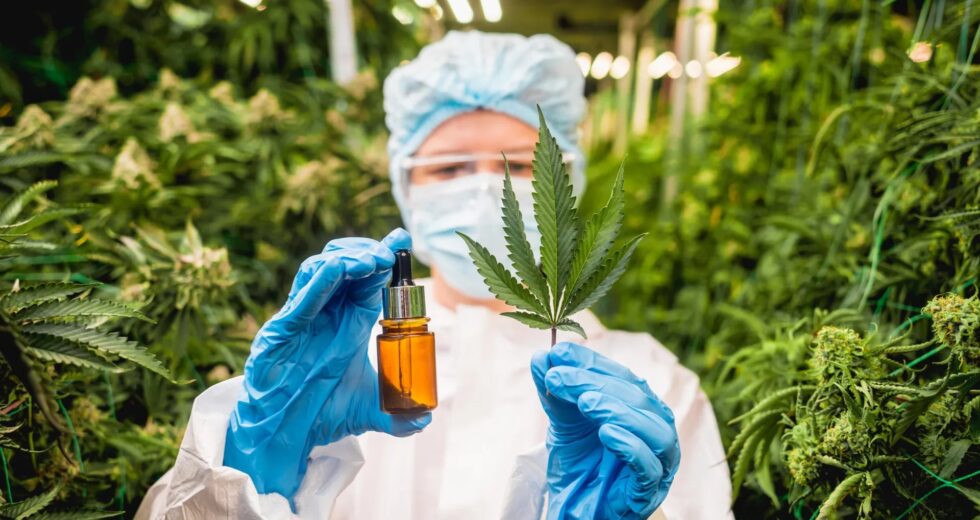 Os compostos de cannabis CBD e CBG podem ajudar a reverter a doença hepática gordurosa, segundo estudo