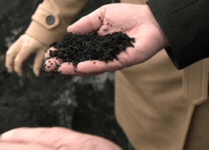 Campos de grama artificial podem ser mortais para o salmão prateado: estudo da UBC