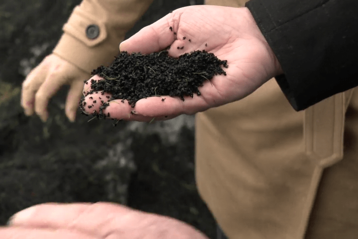 Campos de grama artificial podem ser mortais para o salmão prateado: estudo da UBC