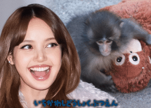 LISA do BLACKPINK visita Punch the Monkey e traz bicho de pelúcia de orangotango