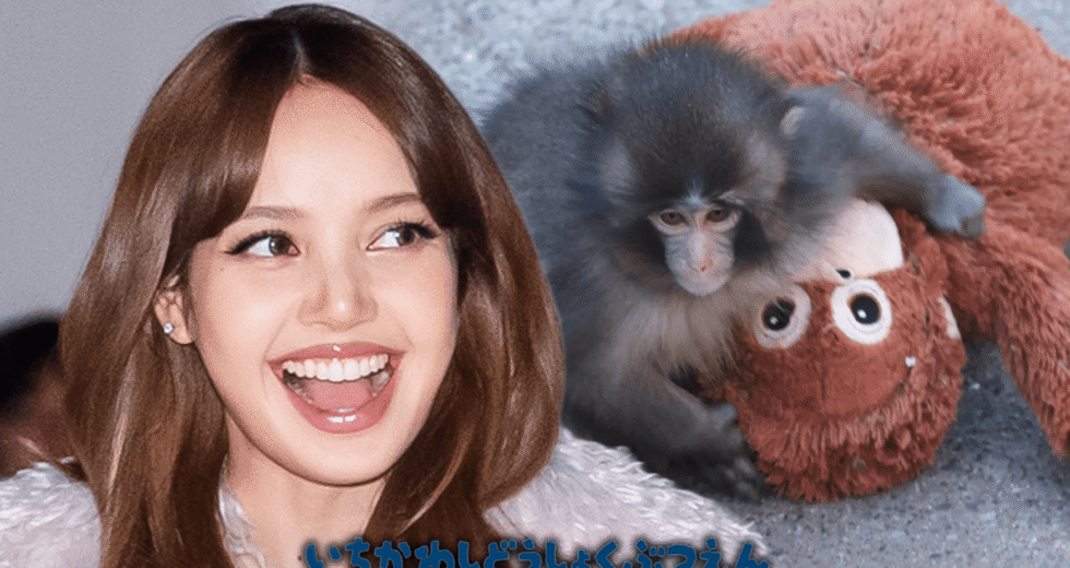 LISA do BLACKPINK visita Punch the Monkey e traz bicho de pelúcia de orangotango