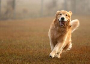 Genes do Golden Retriever ligados à ansiedade, agressão e inteligência em humanos