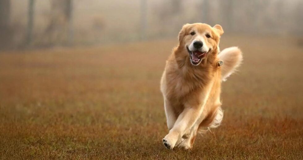 Genes do Golden Retriever ligados à ansiedade, agressão e inteligência em humanos