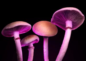 Uma nova droga “cogumelo mágico” poderia tratar a depressão sem alucinações psicodélicas