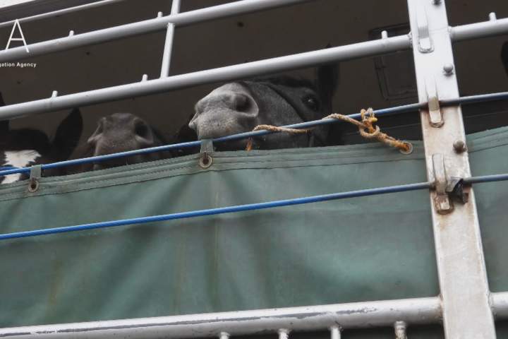 Cavalos canadenses exportados para o Japão para abate adoecem e morrem: defensores dos animais