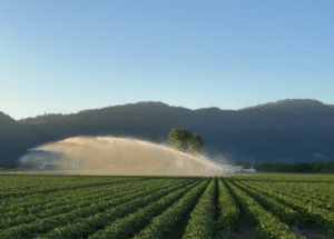 Futuro incerto para a fazenda de batata de Surrey, já que a terra é propriedade do governo federal – BC