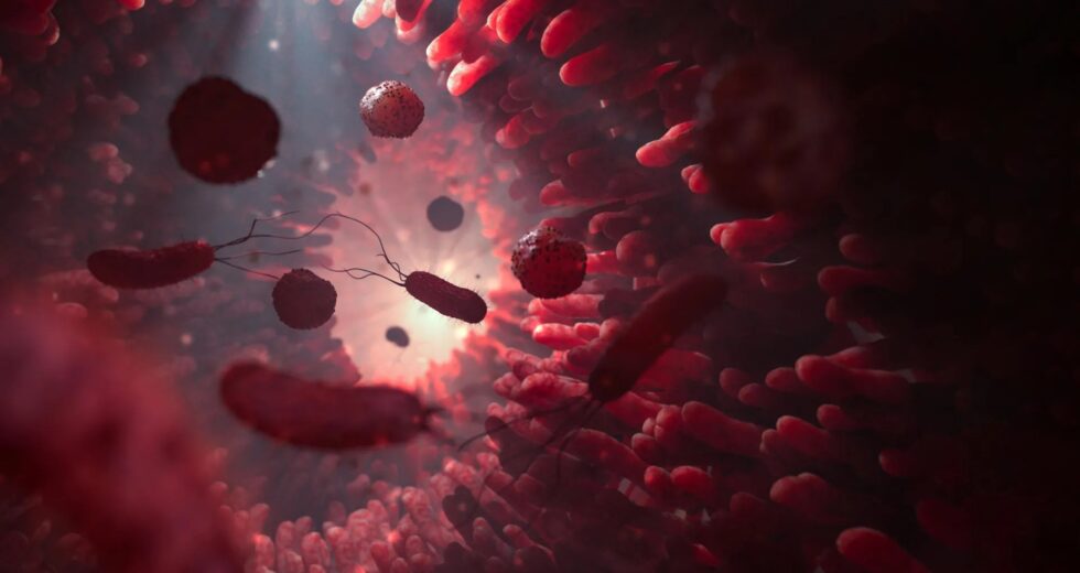 Novo “superantibiótico” interrompe infecções intestinais mortais sem destruir o microbioma