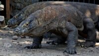 O habitat do dragão de Komodo em Flores precisa ser expandido, palestrante da UGM alerta sobre ameaças