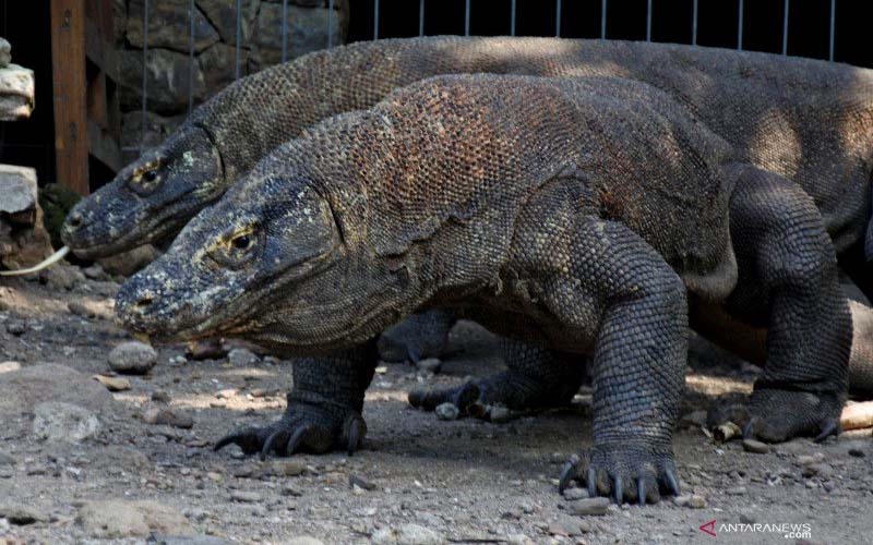 O habitat do dragão de Komodo em Flores precisa ser expandido, palestrante da UGM alerta sobre ameaças