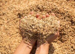 Desastre em Ngawen, 2 hectares de terra de arroz Gunungkidul não foram colhidos