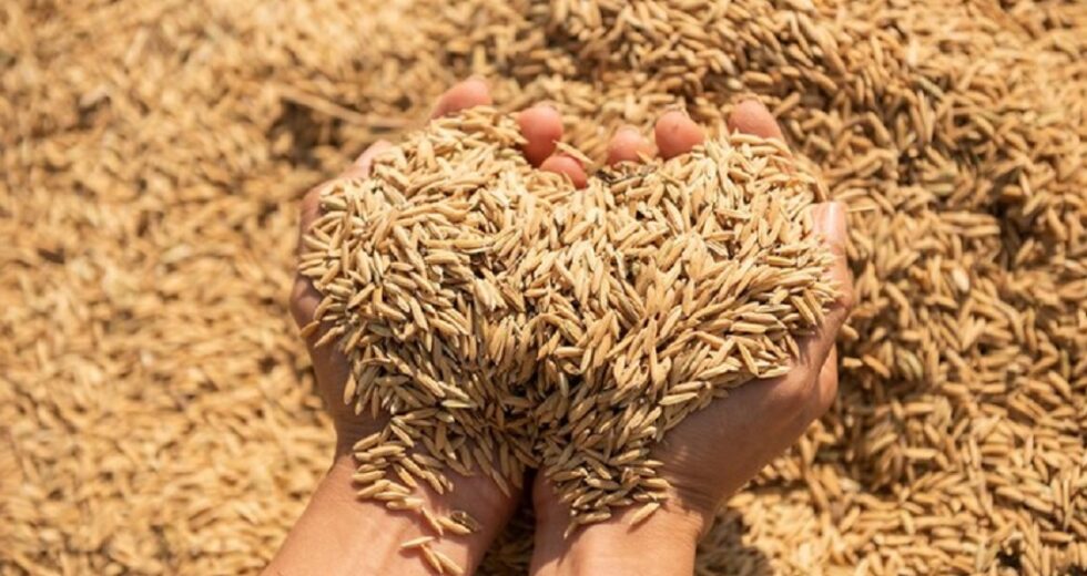 Desastre em Ngawen, 2 hectares de terra de arroz Gunungkidul não foram colhidos