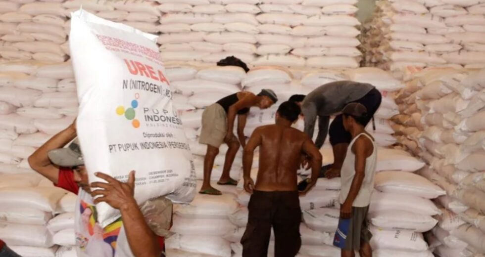 Crise global de fertilizantes se esconde, agricultores indonésios estão ameaçados