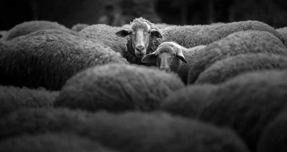 Uma ovelha de 4.000 anos revela o segredo de uma antiga praga