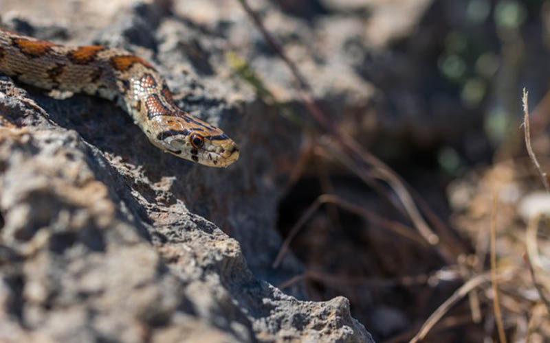 Bombeiros evacuam cobras no estúdio educacional Nini Thowok durante o Eid