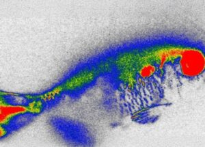 Antibióticos escondidos em peixes de rio geram novos temores sobre segurança alimentar