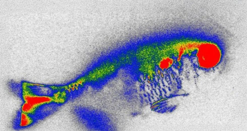Antibióticos escondidos em peixes de rio geram novos temores sobre segurança alimentar