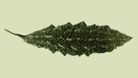 The resilience of uchche, bitter melon