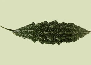 The resilience of uchche, bitter melon