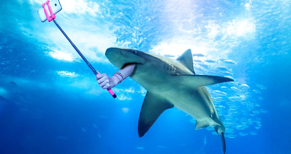 Wild animals don’t exist for your social media content