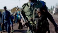 Is war central to human nature? Chimps can’t tell us everything