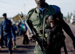 Is war central to human nature? Chimps can’t tell us everything