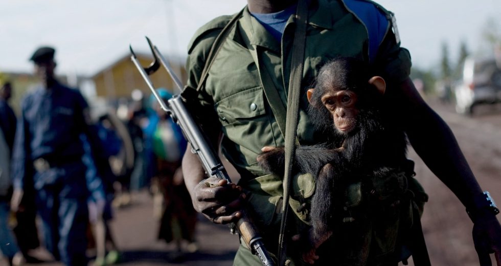 Is war central to human nature? Chimps can’t tell us everything
