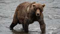 Fat Bear Week should be every week