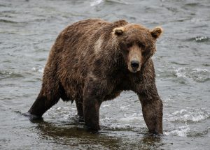 Fat Bear Week should be every week