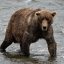 Fat Bear Week should be every week
