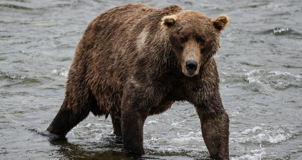 Fat Bear Week should be every week