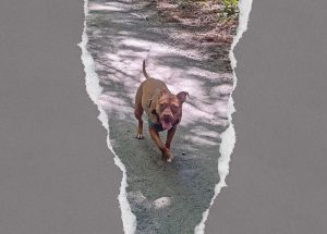 What my reactive dog has taught me about rental culture
