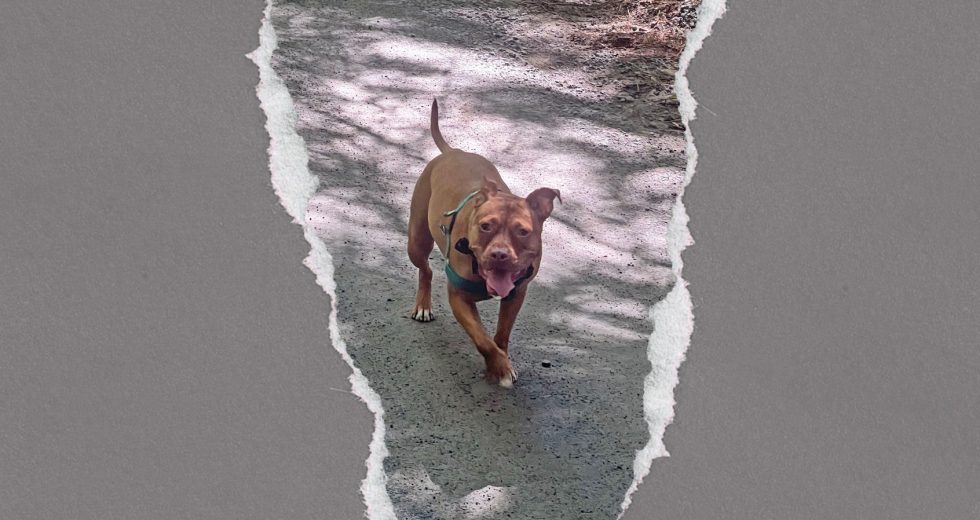 What my reactive dog has taught me about rental culture